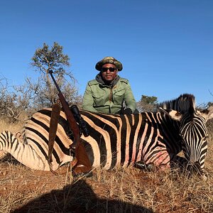 Burchell's Plain Zebra Hunting South Africa