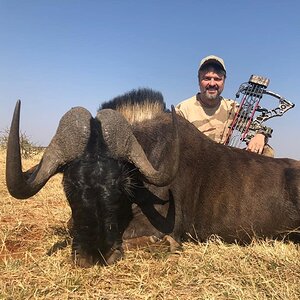 South Africa Bow Hunt Black Wildebeest