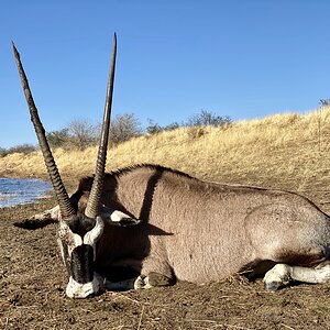 Oryx bull hunted with Zana Botes Safari