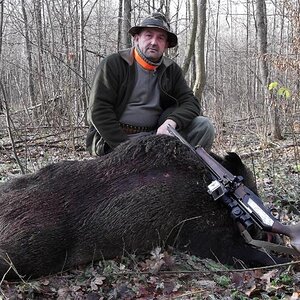 Hunting Wild Boar with Dogs in Poland