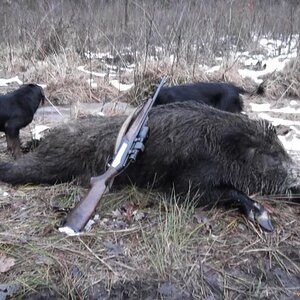 Wild Boar Hunting with Dogs Poland