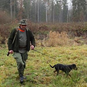 Hunt Wild Boar with Dogs in Poland