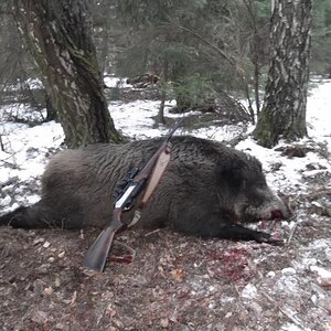 Poland Hunting Wild Boar with Dogs