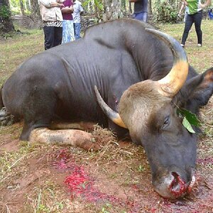 Hunting Gaur in India