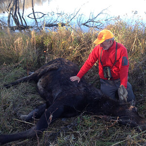 Canada Hunt Moose