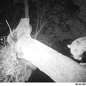 Zambia Trail Cam Pictures Leopard