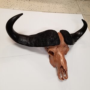 DIY Cape Buffalo Skull Mount