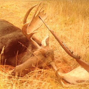 British Columbia Canada Hunting Moose