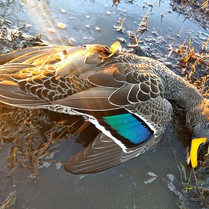 Wild Waterfowl shooting South Africa