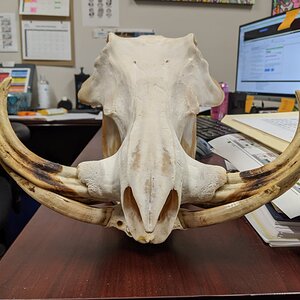 Warthog Skull