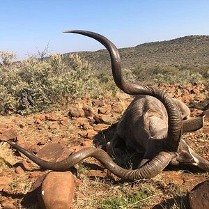 Hunting Kudu in South Africa