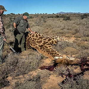 Hunt Giraffe in South Africa