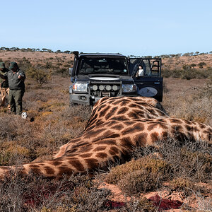 South Africa Hunting Giraffe