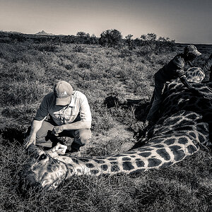 Giraffe Hunt South Africa