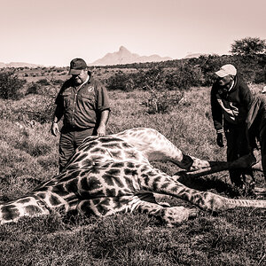 Hunting Giraffe in South Africa