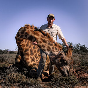 South Africa Hunt Giraffe