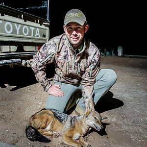 Hunt Jackal in South Africa