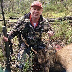 Australia Hunt Red Stag