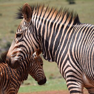 Burchell's Plain Zebra South Africa