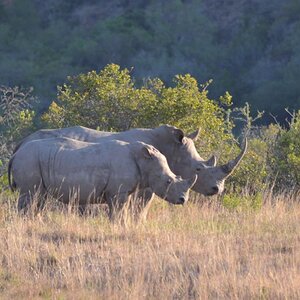 White Rhino