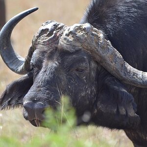 Cape Buffalo