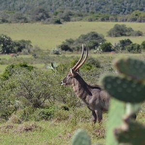 Waterbuck