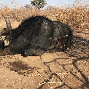 South Africa Bow Hunting Buffalo