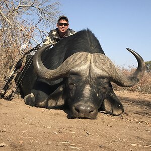 Bow Hunt Cape Buffalo in South Africa