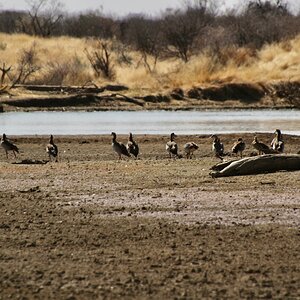 Egyptian geese at the lakes