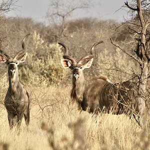 Free range young kudu bulls