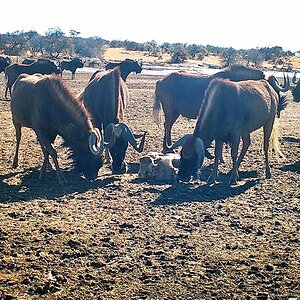 Black wildebeest