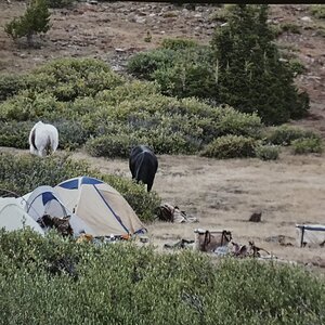 Hunting Mountain Goat in USA