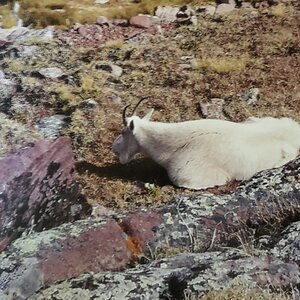 USA Hunting Mountain Goat