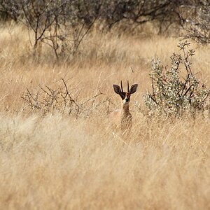 Steenbok Namibia