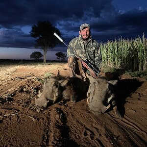 South Africa Hunting Warthog