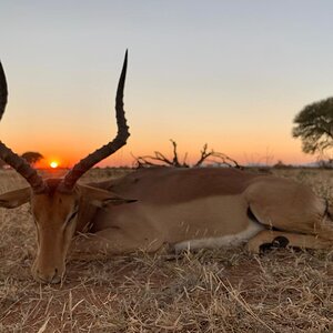 South Africa Hunt Impala