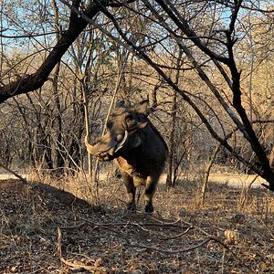 Warthog South Africa