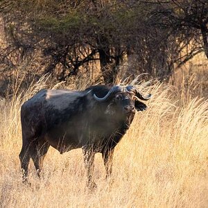 Cape Buffalo Bwabwata East Caprivi Namibia