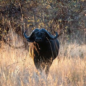 Cape Buffalo Bwabwata East Caprivi Namibia