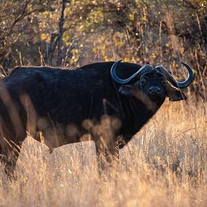 Cape Buffalo Bwabwata East Caprivi Namibia