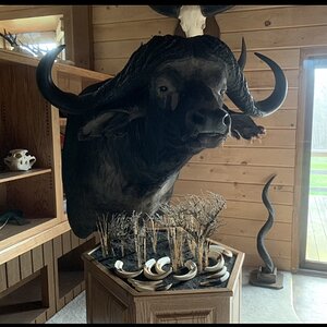 Cape Buffalo Pedestal Mount Taxidermy