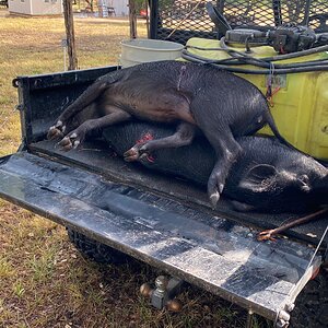 USA Hunting Pig