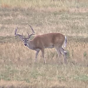 White-tailed Deer USA