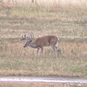 White-tailed Deer USA