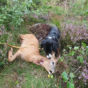 Hunting Roe Buck in Sweden