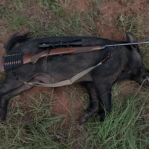 USA Hunt Boar