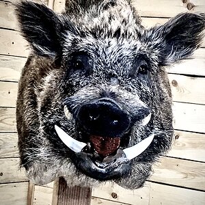 Eurasian Boar Shoulder Mount Taxidermy