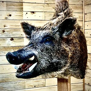 Eurasian Boar Shoulder Mount Taxidermy