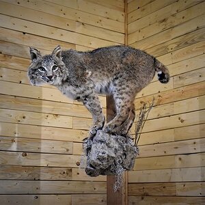 Bobcat Full Mount Taxidermy