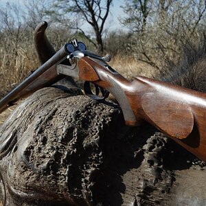 Buffalo Hunt with JKO Safaris